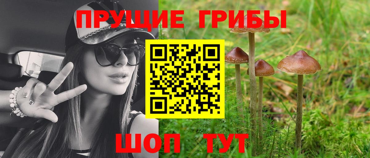 Псилоцибиновые грибы Psilocybe Ялуторовск