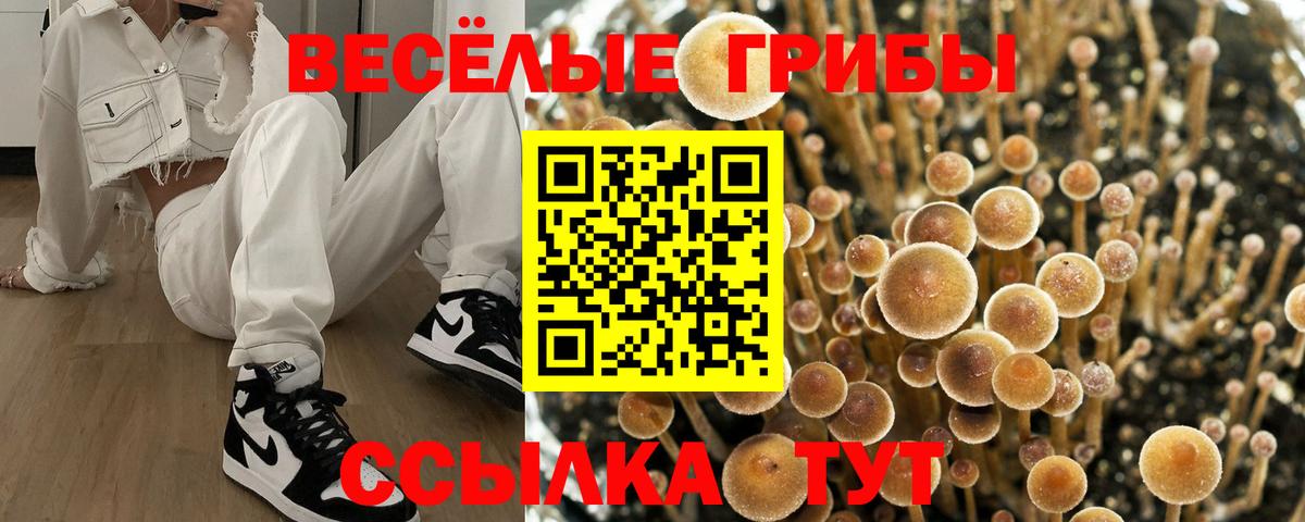 Галлюциногенные грибы Psilocybine cubensis Ялуторовск
